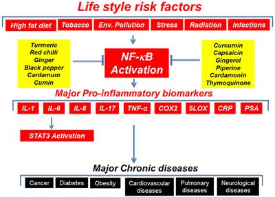 Inflammation, a Double-Edge Sword for Cancer and Other Age-Related Diseases